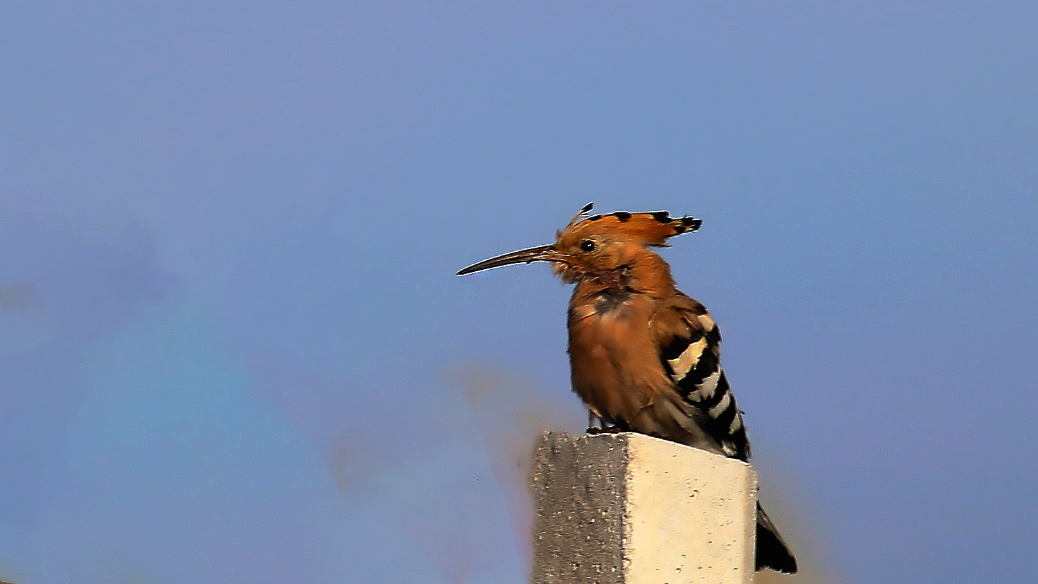 Eurasian Hoopoe